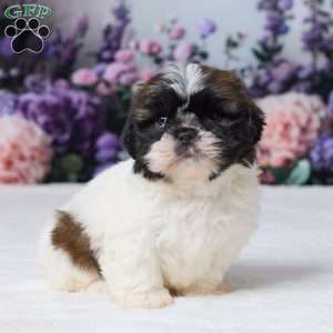 Roscoe, Shih Tzu Puppy